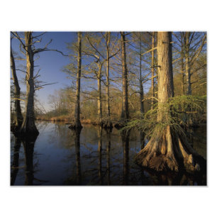 USA, Tennessee. Reelfoot National Wildlife Photo Print