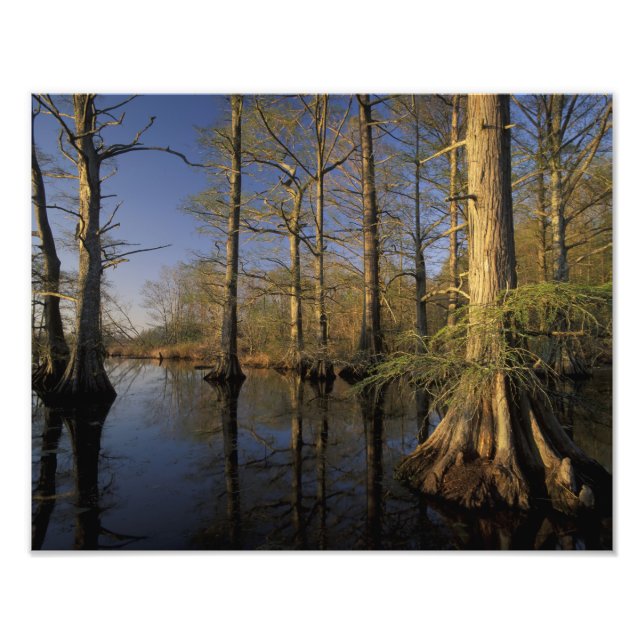 USA, Tennessee. Reelfoot National Wildlife Photo Print (Front)
