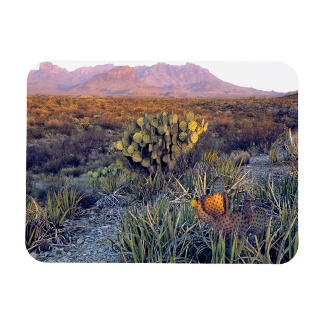 USA, Texas, Big Bend NP. A sandy pink dusk Magnet (Horizontal)
