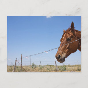 USA, Texas, Chillicothe, Horse stands beside Postcard