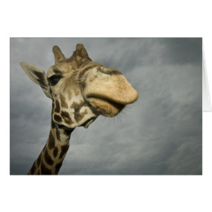 USA, Texas, Fossil Rim Wildlife Area, giraffe