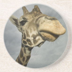 USA, Texas, Fossil Rim Wildlife Area, giraffe Coaster