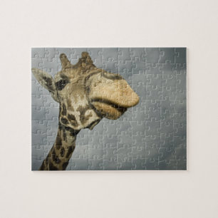 USA, Texas, Fossil Rim Wildlife Area, giraffe Jigsaw Puzzle