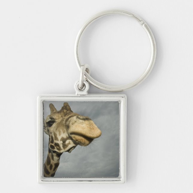 USA, Texas, Fossil Rim Wildlife Area, giraffe Key Ring (Front)