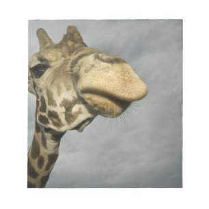 USA, Texas, Fossil Rim Wildlife Area, giraffe Notepad