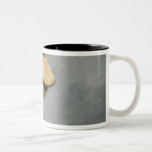 USA, Texas, Fossil Rim Wildlife Area, giraffe Two-Tone Coffee Mug