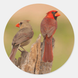 USA, Texas, Hidalgo County. Cardinal Pair Classic Round Sticker
