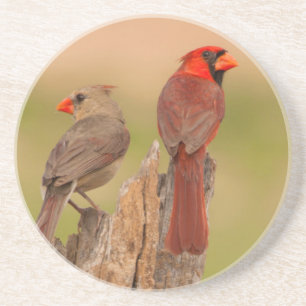 USA, Texas, Hidalgo County. Cardinal Pair Coaster