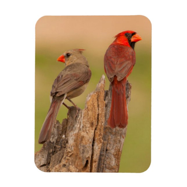 USA, Texas, Hidalgo County. Cardinal Pair Magnet (Vertical)
