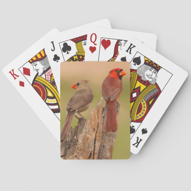USA, Texas, Hidalgo County. Cardinal Pair Playing Cards (Back)