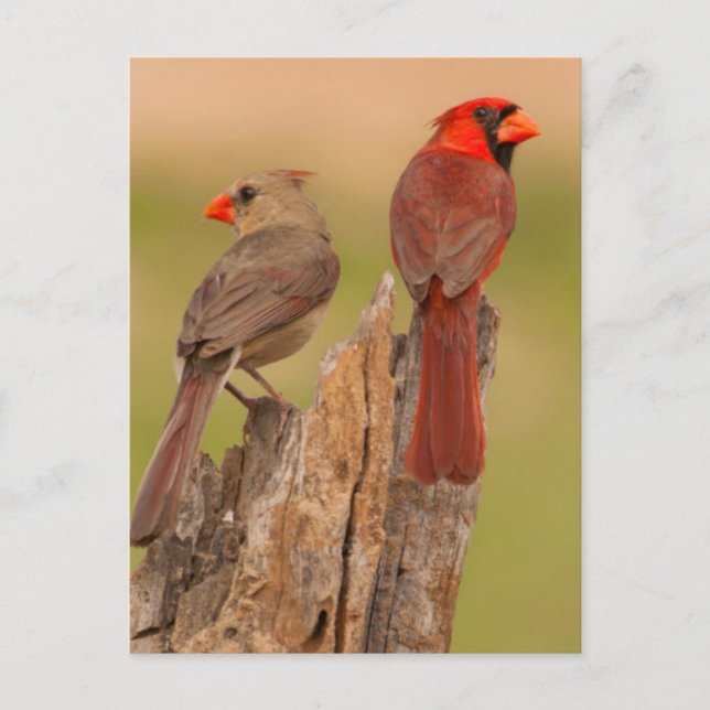 USA, Texas, Hidalgo County. Cardinal Pair Postcard (Front)