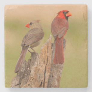 USA, Texas, Hidalgo County. Cardinal Pair Stone Coaster