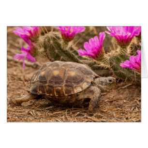 USA, Texas, Hidalgo County. Tortoise