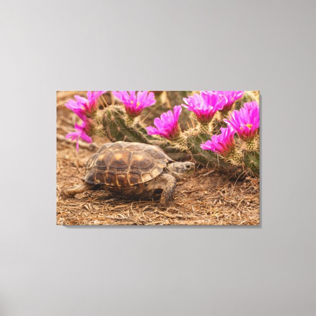 USA, Texas, Hidalgo County. Tortoise Canvas Print (Front)