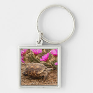USA, Texas, Hidalgo County. Tortoise Key Ring