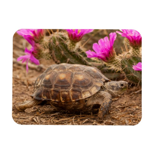 USA, Texas, Hidalgo County. Tortoise Magnet (Horizontal)