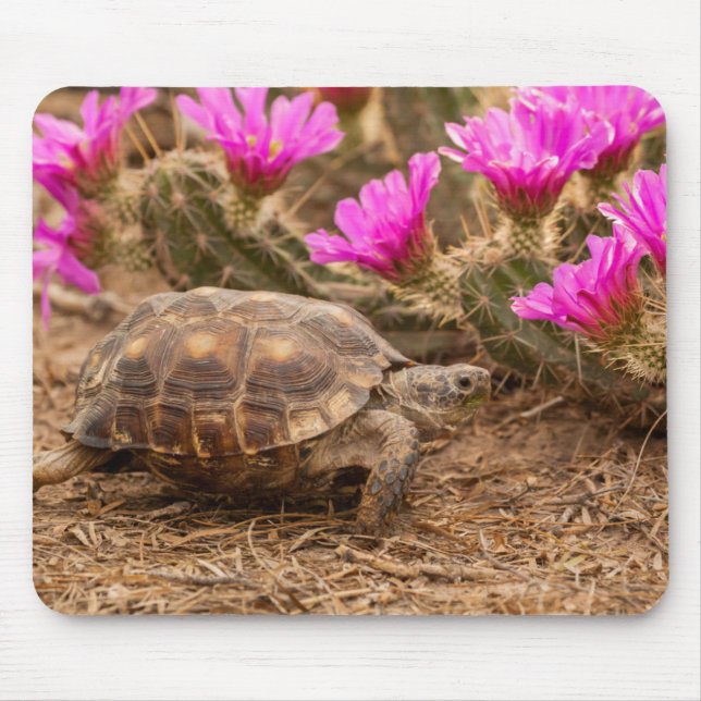 USA, Texas, Hidalgo County. Tortoise Mouse Mat (Front)