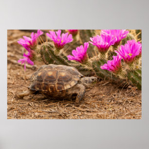 USA, Texas, Hidalgo County. Tortoise Poster