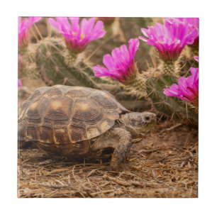 USA, Texas, Hidalgo County. Tortoise Tile