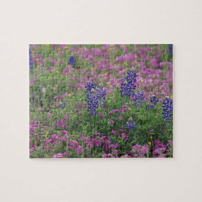 USA, Texas Hill Country. Bluebonnets among phlox Jigsaw Puzzle (Horizontal)