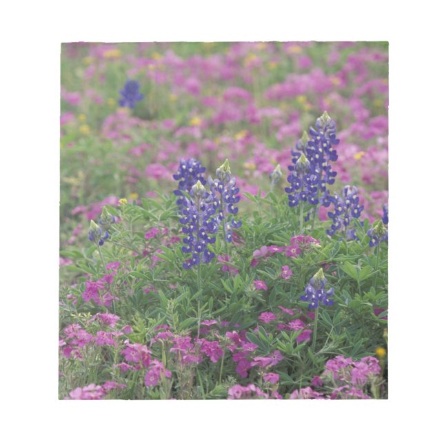 USA, Texas Hill Country. Bluebonnets among phlox Notepad (Front)