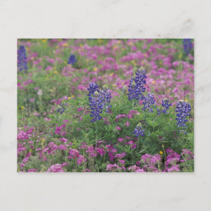 USA, Texas Hill Country. Bluebonnets among phlox Postcard