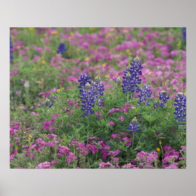 USA, Texas Hill Country. Bluebonnets among phlox Poster (Front)