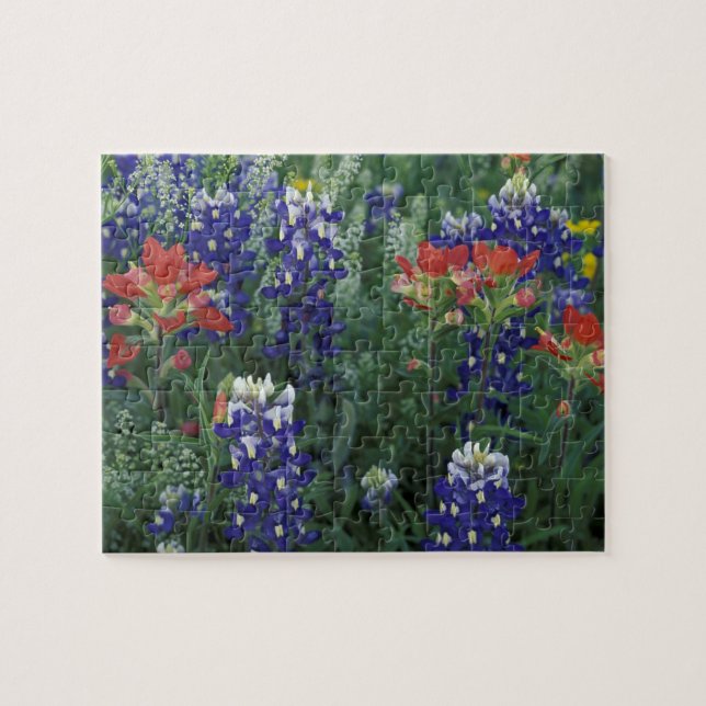 USA, Texas Hill Country. Bluebonnets and Jigsaw Puzzle (Horizontal)