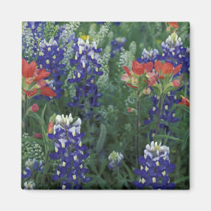 USA, Texas Hill Country. Bluebonnets and Magnet