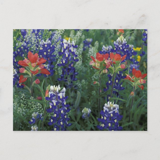 USA, Texas Hill Country. Bluebonnets and Postcard (Front)