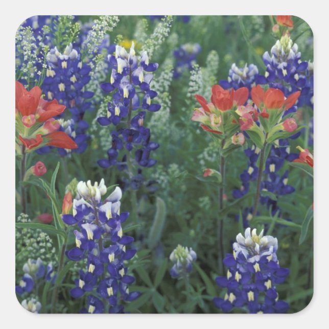 USA, Texas Hill Country. Bluebonnets and Square Sticker (Front)