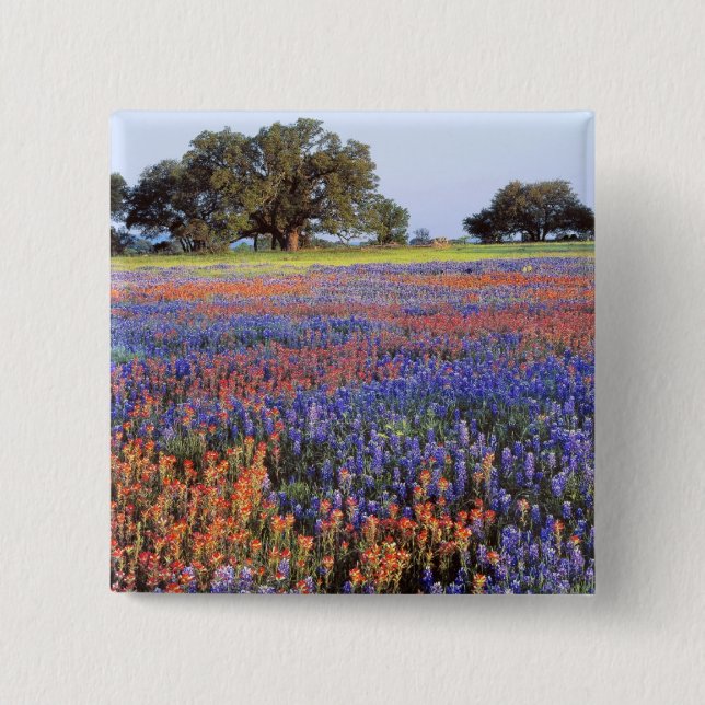 USA, Texas, Llano. Bluebonnets and redbonnets 15 Cm Square Badge (Front)