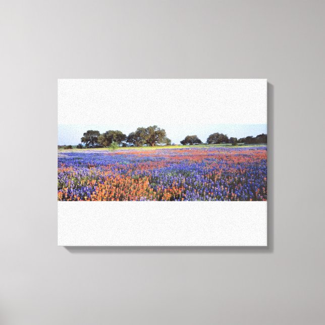 USA, Texas, Llano. Bluebonnets and redbonnets Canvas Print (Front)