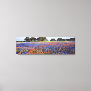 USA, Texas, Llano. Bluebonnets and redbonnets Canvas Print