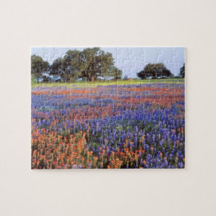 USA, Texas, Llano. Bluebonnets and redbonnets Jigsaw Puzzle