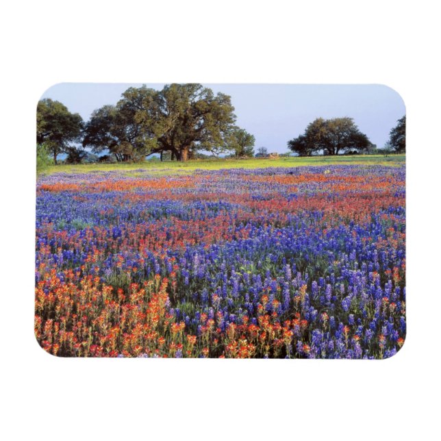 USA, Texas, Llano. Bluebonnets and redbonnets Magnet (Horizontal)