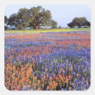 USA, Texas, Llano. Bluebonnets and redbonnets Square Sticker