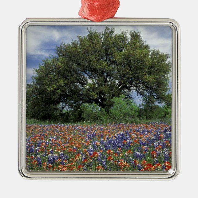 USA, Texas, Marble Falls Paintbrush and Metal Tree Decoration (Front)