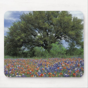 USA, Texas, Marble Falls Paintbrush and Mouse Mat