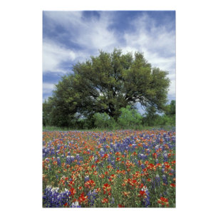 USA, Texas, Marble Falls Paintbrush and Photo Print