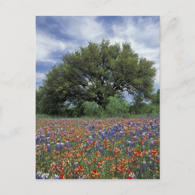 USA, Texas, Marble Falls Paintbrush and Postcard (Front)