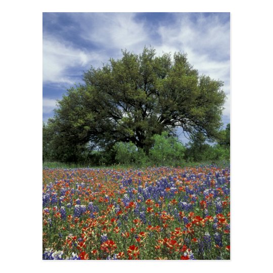 USA, Texas, Marble Falls Paintbrush and Postcard