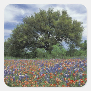 USA, Texas, Marble Falls Paintbrush and Square Sticker