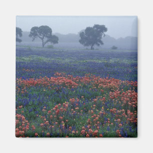 USA, Texas, near Lytle Fog, oaks, blue bonnets Magnet