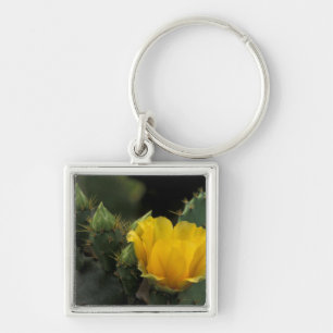 USA, Texas, Prickly Pear Cactus in bloom. Key Ring