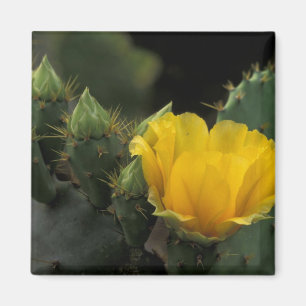 USA, Texas, Prickly Pear Cactus in bloom. Magnet