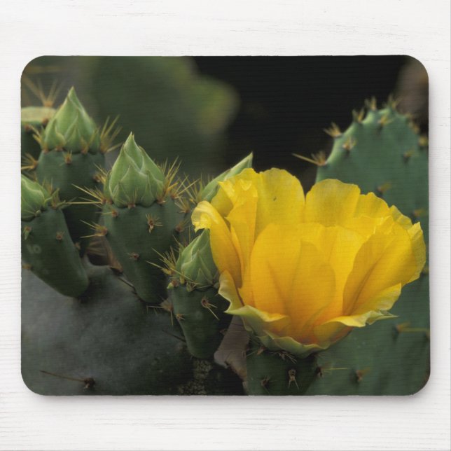USA, Texas, Prickly Pear Cactus in bloom. Mouse Mat (Front)