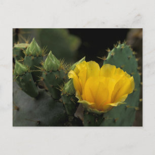 USA, Texas, Prickly Pear Cactus in bloom. Postcard