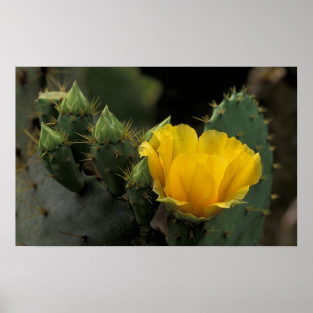 USA, Texas, Prickly Pear Cactus in bloom. Poster (Front)