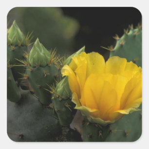USA, Texas, Prickly Pear Cactus in bloom. Square Sticker